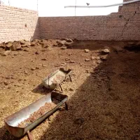 کود گوسفندی|خدمات باغبانی و درختکاری|چترود, |دیوار