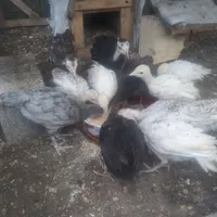 تعدادی بوقلمون بالغ نروماده وجوجه بوقلمون