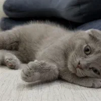 گربه های اسکاتیش بلو گلدن|گربه|دزفول, |دیوار