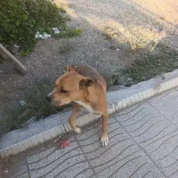 واگذاری سگ بیت بول|سگ|خسروشاه, |دیوار