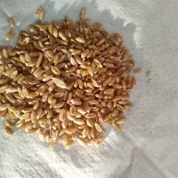 گندم پیشگام آبی