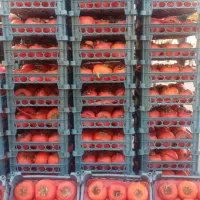 خرمالو درجه یک