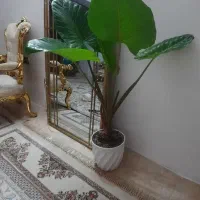 گل بابا آدم|گل و گیاه طبیعی|مشهد, عسگریه|دیوار