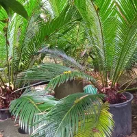 سیکاس چند ساله