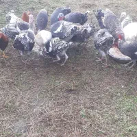 ۱۳ عدد بوقلمون یکجابه فروش میرسد هر کیلو|حیوانات مزرعه|پرهسر, |دیوار