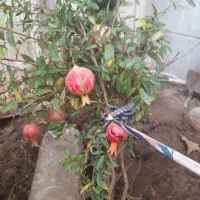 امین الدوله الوان