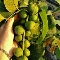 توزیع نهال گردو با ضمانت اصالت