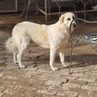 سگ نژاد بومی رایگان . مرغ و خروس بالغ و جوان فروشی