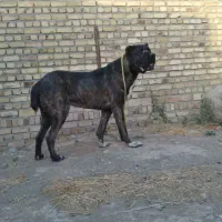 خراسانیگلهایونگهبان|سگ|بوئین زهرا, |دیوار