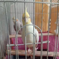 عروس هلندی نر ماده نر سخنگو