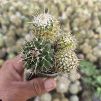 سلام تولید کننده انواع کاکتوس