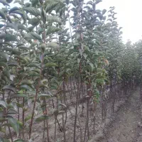 نهال دو ساله خرمالو|خدمات باغبانی و درختکاری|چهارباغ, |دیوار