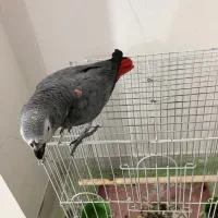 کاسکو خال قرمز