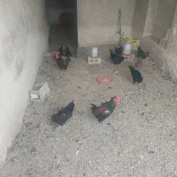 مرغ محلی