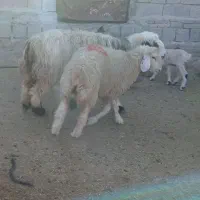 میش وبره جون