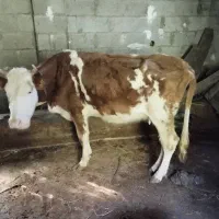 گاو هولیشناین جوان آماده|حیوانات مزرعه|رشت, بازار|دیوار