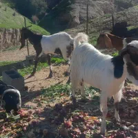 بز افغانی و نجدی