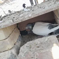پنج جفت کبوتر پرشی زمانت ساعت بالا|پرنده|بافق, |دیوار