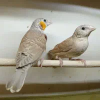فنچ ماسکت،طوطیوار،گلوبریده و آلوچه ای|پرنده|کرج, حیدرآباد|دیوار