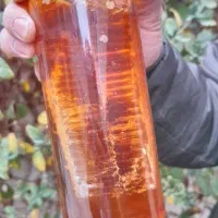 عسل درمانی خانمحمدی