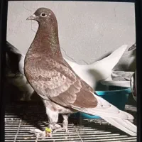 پیش فروش جوجه کبوتر. تضمینی