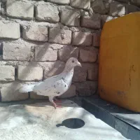 یک جفت کفتر زمانتی