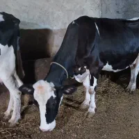 گاو اورساغ یا گوشتی