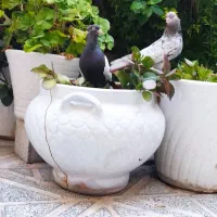 فقط  سینه سرکه ای ماده