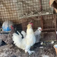 مرغ وخروس پاکوتاه