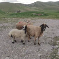 میش و بره شک