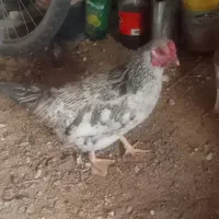 خروسی محلی|حیوانات مزرعه|فردوس (خراسان), |دیوار