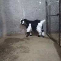 بز نر زیبا|حیوانات مزرعه|دورود, |دیوار