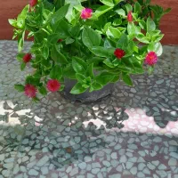 تعدادی گیاه