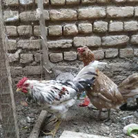 مرغ و خروس گلین|حیوانات مزرعه|مشهد, شهید شهریاری|دیوار