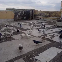 کبوتر|پرنده|پرند, فاز ۶|دیوار