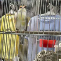 سهره قناری سفید