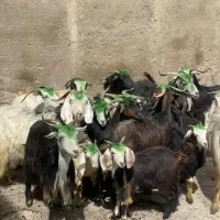 بز و چپش (بزغاله)