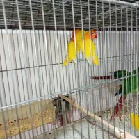 برزیلی فیشر طلایی