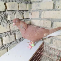 جفت دم سفیدسرخ|پرنده|رامشیر, |دیوار