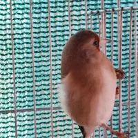 سهره سقا ماده متولد قفس|پرنده|کرمان, |دیوار