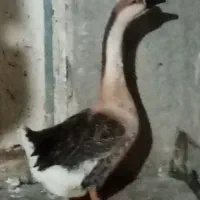 قوغاز نر افریکایی اصل معاوصه با دو عدد ماده محلی