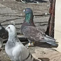 بزک سیاه طاووسی شامی سیاه سینه سفید