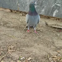 کبوتر|پرنده|سراوان, |دیوار