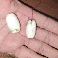 مهره|بدلیجات|ایلام, |دیوار