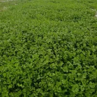 سبزی خورشتی ابپز شد