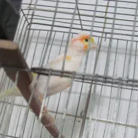 توضیحات روبخونید