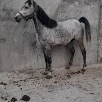 مادیان کرد ۴ ساله