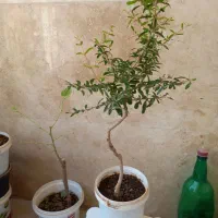 درخچه بونسای|گل و گیاه طبیعی|کرج, باغستان|دیوار