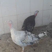 بوقلمون