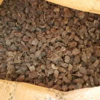 کشمش آفتابی